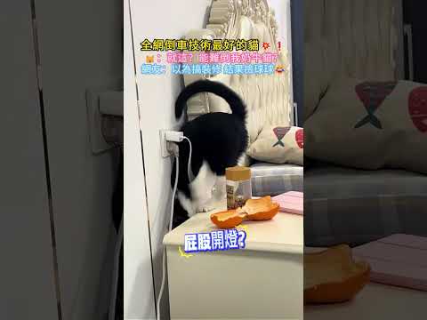 全網倒車技術最好的貓💥❗🐱：就這❓能難倒我奶牛貓❓網友：以為搞裝修 結果撿球球🤣 #cat #cute #funny #shorts #funnyshorts thumbnail