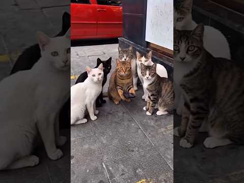 Kediler anneye mesaj attı thumbnail