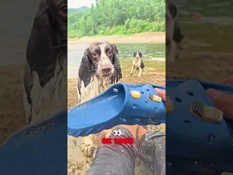 🐶👟😂 Owner just wanted to wear his shoe — his dogs had other plans! #DogLife  #funny thumbnail