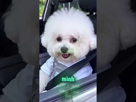 Sai Lầm Lớn Nhất Của Đàn Ông Là Nghĩ Vợ Đã Đi Xa 😅 thumbnail