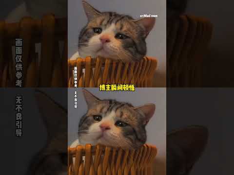 爱是天时地利的迷信 #猫咪 #感人 #转世 #温暖 thumbnail