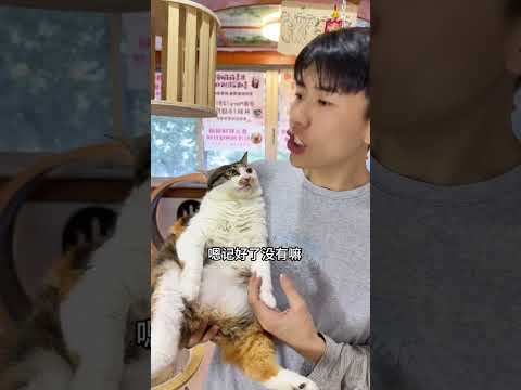 只有剧本没有动作指导#萌宠出道计划#戏精猫#猫咪 thumbnail