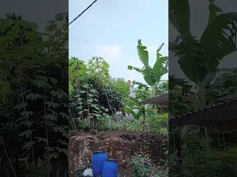 Mama Papa Kaget Ara Teriak Dr Kebun Nenek Ada Ular Kobra Dimainin Kucing. Jgn Dilempar Kayu Ra 🐍🐈 thumbnail