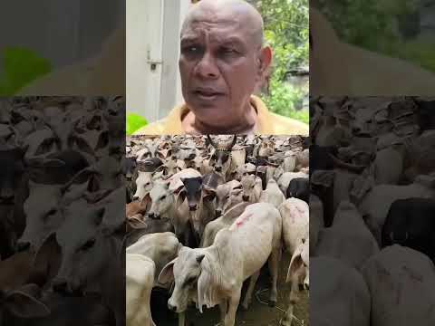 মুসলিমরা কোরবানির গরু না কেনার কারণ দেখুন কি হচ্ছে #viral #gramin Parivar TV thumbnail