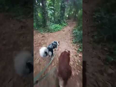 Border Collie Natureza #cães #caesemtreinamento #cachorros #shorts #shortsfeed #bordercollie #dog thumbnail