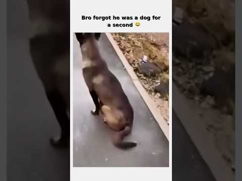 This dog's soul left and came back 💀 follow for more #shorts thumbnail