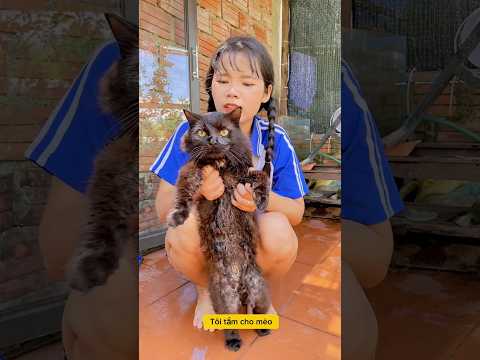 Tiểu Bông hiệu ứng Domino 93 🤣 #shortd thumbnail