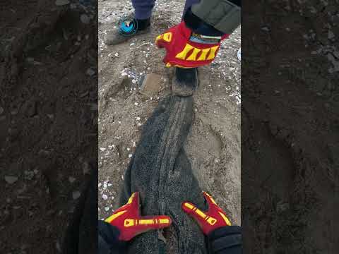 Saving a Starving Seal Bull #shorts thumbnail
