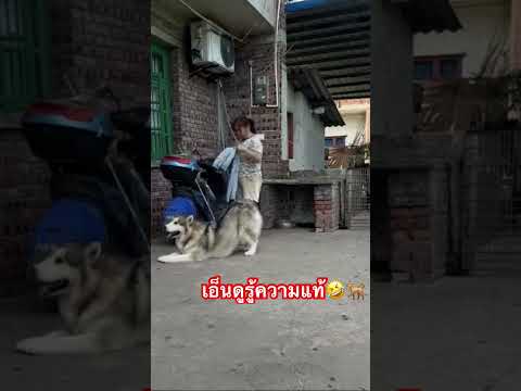 น่ารักช่วยงานแม่🐕🥰 #funny #สุนัขน่ารัก #cutedog #สุนัขแสนรู้ thumbnail