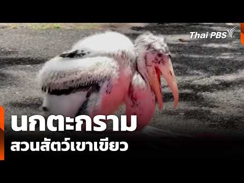 นกตะกราม สวนสัตว์เขาเขียว | จับตารอบทิศ  | 20 พ.ค. 69 thumbnail