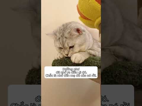 Nghe nói dùng bàn chải đánh răng chải lên trán mèo con sẽ khiến nó nhớ đến mẹ mèo của n thumbnail
