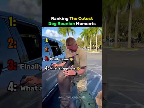 Ranking The Cutest Dog Reunion Moments #dog thumbnail