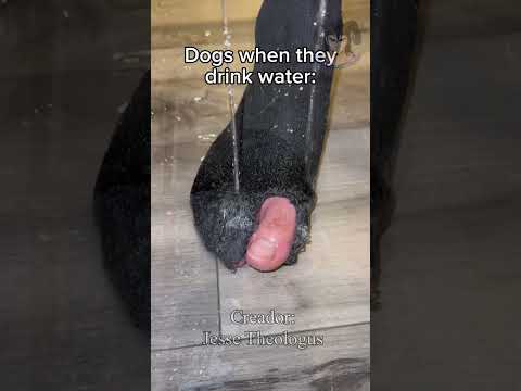 TU PERRO TOMANDO AGUA #doblaje #humor thumbnail