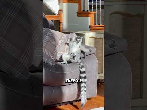 Ring-tailed lemurs love sunbathing#animals #funnyanimal #funny #cute #ringtailedlemur thumbnail