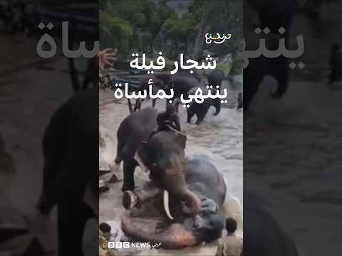 شجار فيلة ينتهي بمأساة في الهند thumbnail