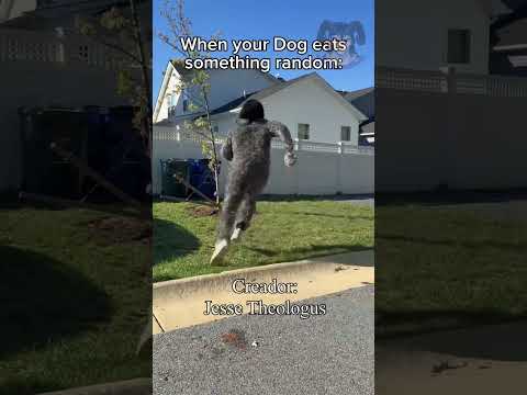 CUANDO TU PERRO COME DE LA CALLE #doblaje #humor thumbnail
