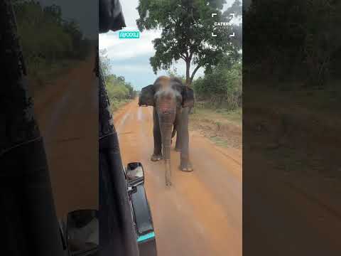 Tence Moment As Elephant Charges Safari Jeep #animalattack thumbnail