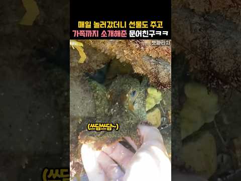 매일 놀러갔더니 선물도 주고 가족까지 소개해준 문어친구ㅋㅋ #동물 #문어 thumbnail