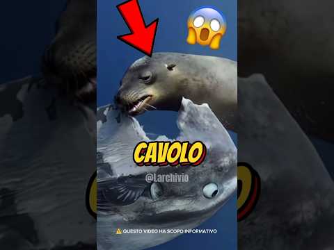 L'ANIMALE MENO INTELLIGENTE DEL MONDO...😱🌍 #curiosità #informative thumbnail
