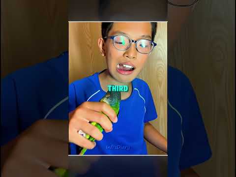 These Parrots Are Smarter Than You Think ?? #shorts thumbnail