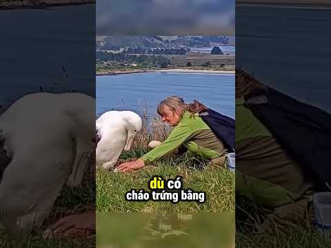 Sự Thật Tàn Nhẫn Về Tình Mẫu Tử Của Loài Chim Này ? thumbnail