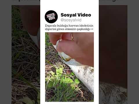 Dışarıda bulduğu hayvan iskeletinin dişlerini gören abimizin şaşkınlığı ? thumbnail