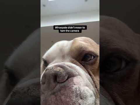 ??? #pregnant #pregnancy #dog #comedy #pov thumbnail