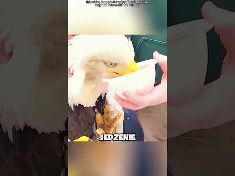 Wdzięczność Orła!#shorts#viralvideo thumbnail
