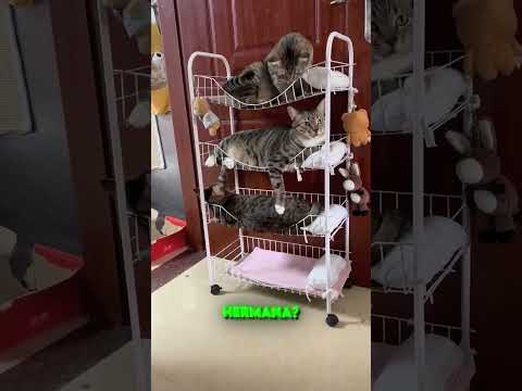 ¿Dónde Está La Gatita? ??? thumbnail