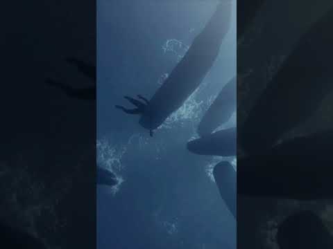 Incredible Encounter With Massive Sperm Whales #trending thumbnail
