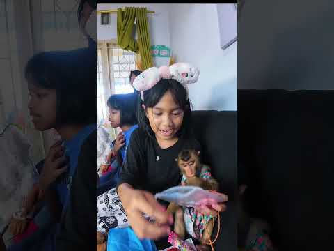 Momen lucu saat unboxing kado Cia  gak sabar 🤭😂 #shortvideo #short #monkey #monyet #animals thumbnail