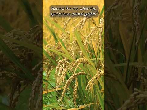 Homegrown Rice - Cultivating Your Own Paddy thumbnail
