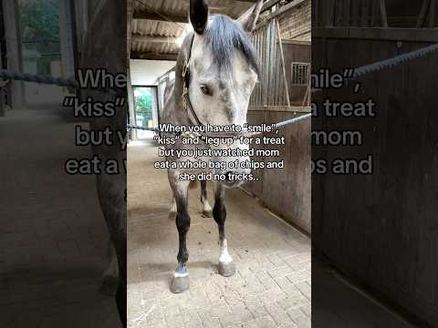 When you realize you have been living in a lie 😳 #equestrian #horse #horses #horseriding #horsegirl thumbnail