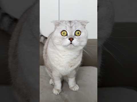 Is she a real predator?🐯 Watch this to the end! #cat #cats thumbnail