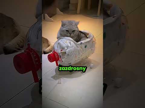 Zbudowała samochodzik dla kotka! 😮 thumbnail