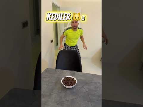 Kedilere vs köpeklere yemek verme thumbnail