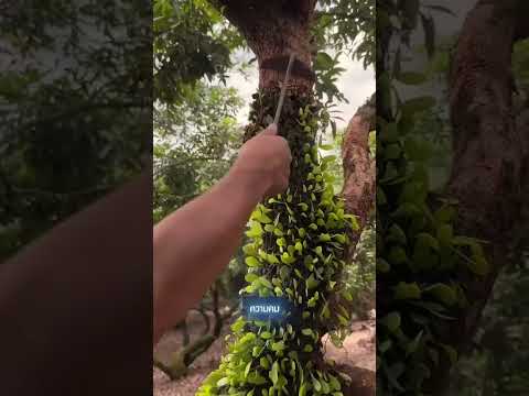 นี่คือเหตุผลว่าทำไม 🌳ถึงจำเป็นต้องกำจัดกาฝากออกจากต้นไม้ #shorts thumbnail