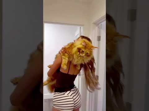 Is this how you're meant to greet your pets? thumbnail
