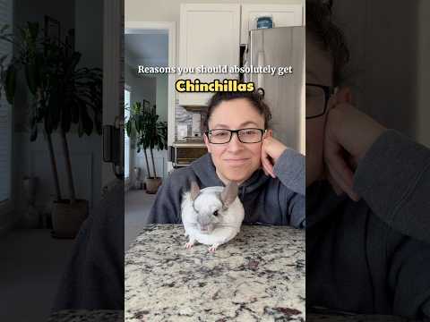 Happy National Chinchilla Day! 🐭 #pets #chinchilla #petlife #smallpets #shorts thumbnail