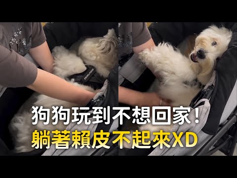 狗狗玩到不想回家！躺著賴皮不起來XD thumbnail