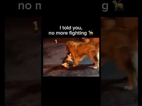 This dog has a full-time job breaking up cat fights ? Subscribe! #shorts thumbnail