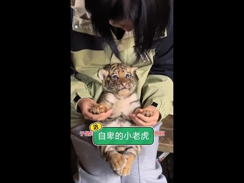 被世界遺忘的角落：一隻渴望被愛、身世孤單的小老虎成長日記 thumbnail