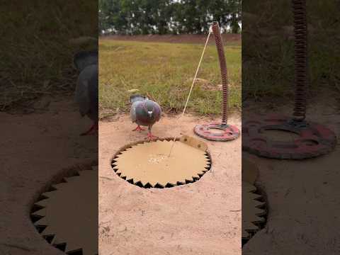 Awesome DIY Pigeon Trap Using Paper & Hole #youtubeshorts thumbnail