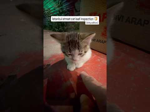 Another itty-bitty kitty found loafing so I rated it ? thumbnail