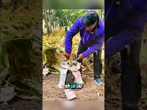 Bổ Củ Gừng Khổng Lồ Ai Xem Cũng Sốc #shorts thumbnail