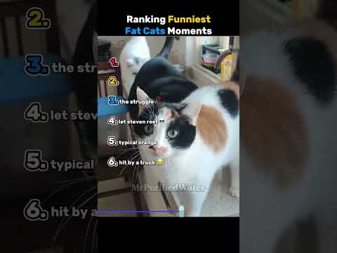 Ranking Funniest Fat Cats Moments thumbnail