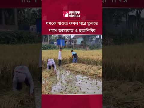 থমকে যাওয়া ফসল ঘরে তুলতে পাশে জামায়াত ও ছাত্রশিবির | Shariatpur | Nagorik Protidin thumbnail