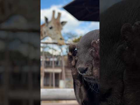 「あのお方、首長くね…？」キリンを初めて見たカワウソの面白可愛い反応😳😳 The Adorable Reaction of an Otter Seeing a Giraffe #shorts thumbnail