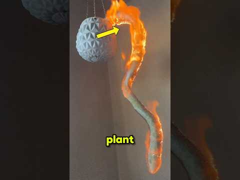 Why People Torch This Furry Cactus #shorts thumbnail