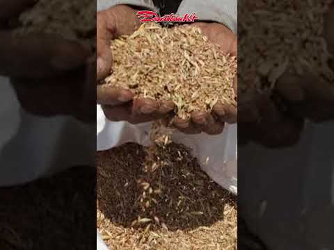 FAO cảnh báo cú sốc lương thực toàn cầu, giá phân bón tăng vọt vì Trung Đông thumbnail